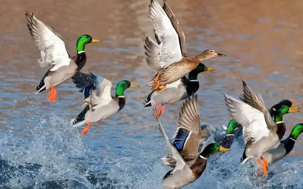wild duck hunting